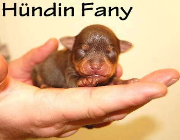 Russkiy Toy Welpen ! Mini-Hunde ! ( Größe ähnl. Chihuahua)